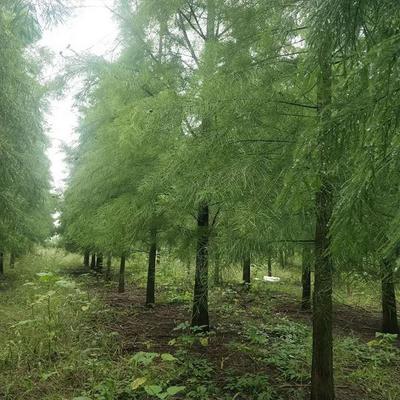 池杉基地報(bào)價(jià)及苗木產(chǎn)品圖片全覽