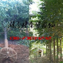 西湖管理區(qū)林森苗圃基地 優(yōu)質(zhì)苗木供應(yīng)的綠色寶庫