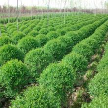 2019年綠化苗木市場(chǎng)行情與批發(fā)價(jià)格分析——基于第16頁園林網(wǎng)數(shù)據(jù)