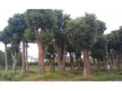 湖南香樟樹市場(chǎng)行情分析及工程綠化苗木價(jià)格參考（2013年數(shù)據(jù)）