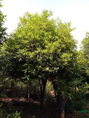 咸寧萬桂桂花苗木種植專業(yè)合作社 深耕苗木產(chǎn)業(yè)，打造桂花之鄉(xiāng)