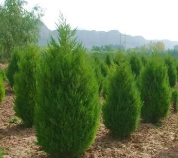 苗木防護(hù) 從選苗到養(yǎng)護(hù)的全方位管理指南